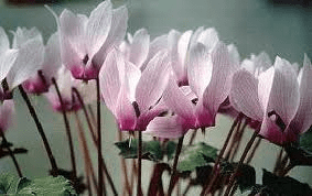 Cyclamen rohlfsianum