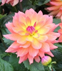 Dahalia Firepot small