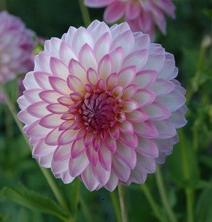 Dahlia Arbatax-2 (st)