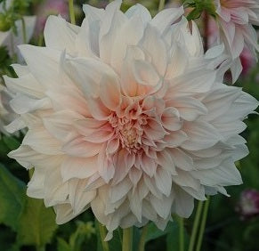 Dahlia Cafe au Lait square