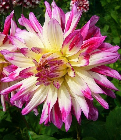Dahlia Daniels Favourite