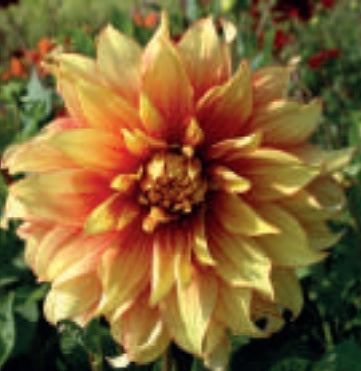 Dahlia Dazzling Magic