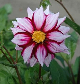 Dahlia Edge of Joy (st)