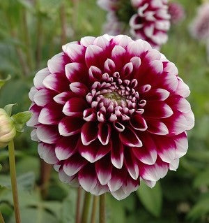 Dahlia Edinburgh (st)