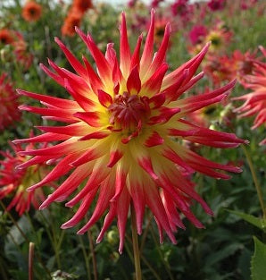 Dahlia Electric Flash-7 (st)