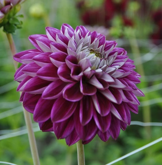 Dahlia Embassy square