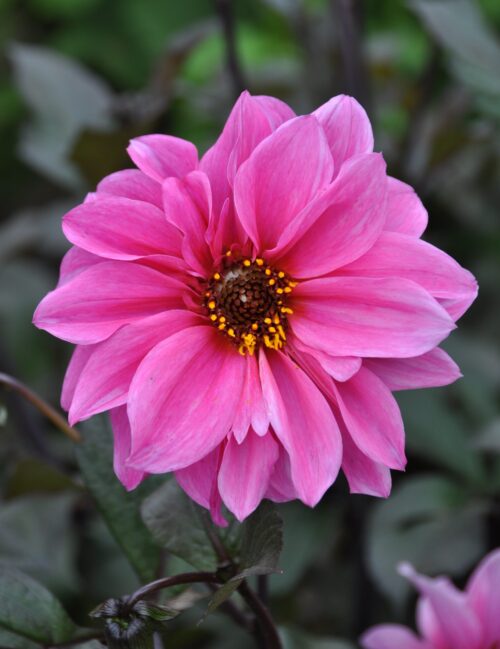 Dahlia Fascination