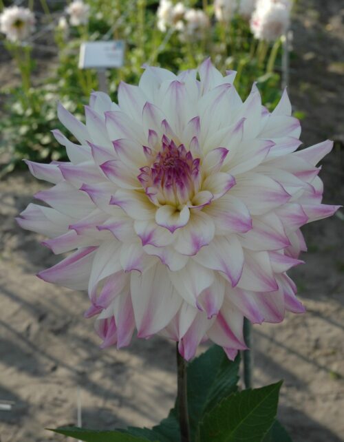 Dahlia Ferncliff Illusion