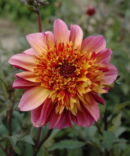 Dahlia Floorinoor