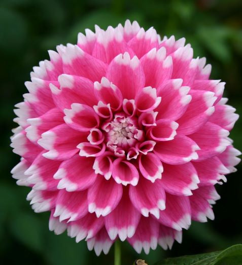 Dahlia Fuzzy Wuzzy