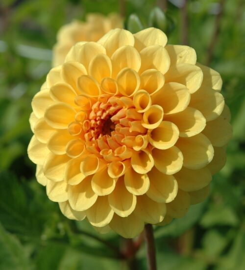 Dahlia Golden Sceptre