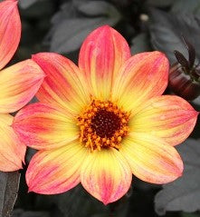 Dahlia HS Flame small
