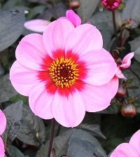 Dahlia HS Wink small