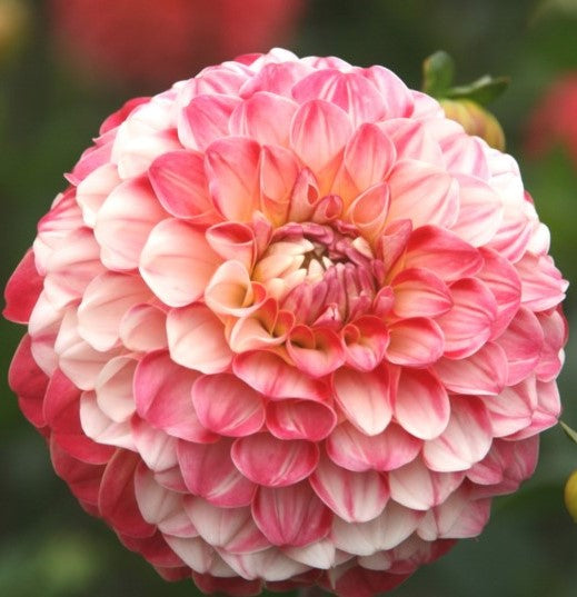 Dahlia Hollyhill Calico
