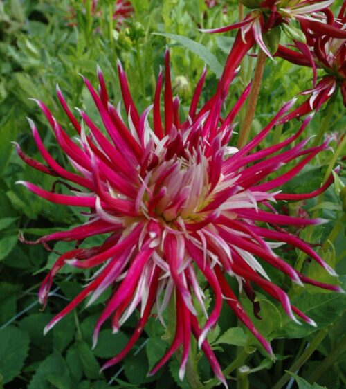 Dahlia Hollyhill Spider Woman