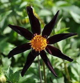 Dahlia Honka Black cropped