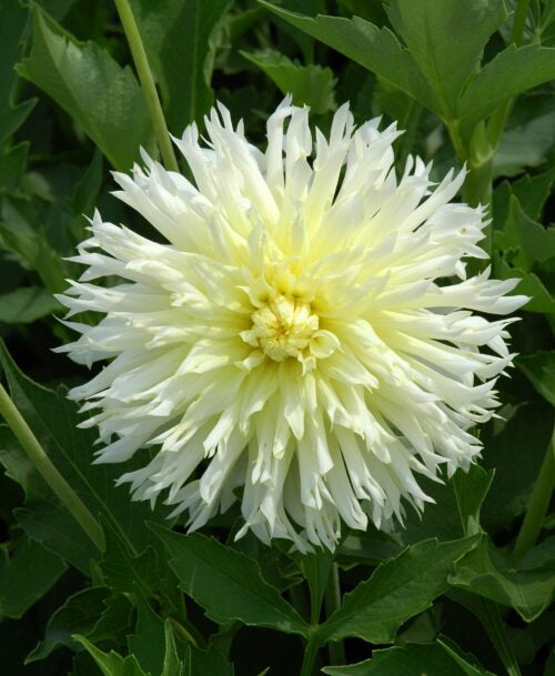 Dahlia Ice Crystal