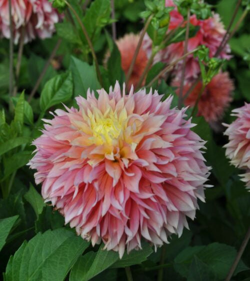 Dahlia Kogane Fubuki