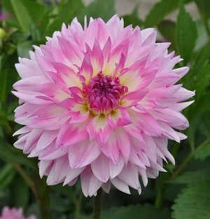 Dahlia Kordessa small