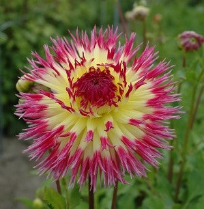 Dahlia Lindsay Michelle small