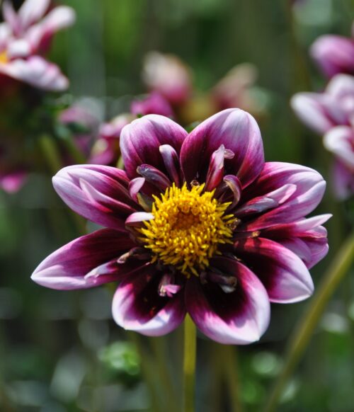Dahlia Liquid Desire
