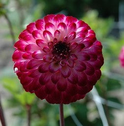 Dahlia Little Robert small