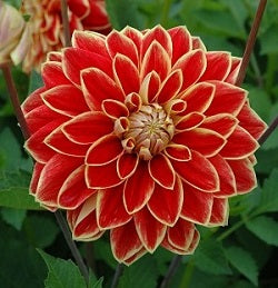 Dahlia Maxime small