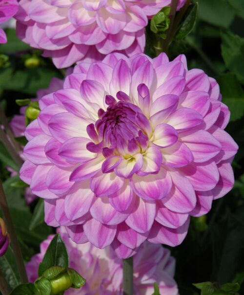 Dahlia Mediterannee