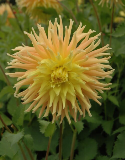 Dahlia Mingus Joshua