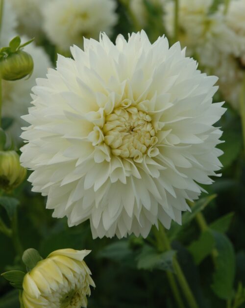 Dahlia Myama Fubuki