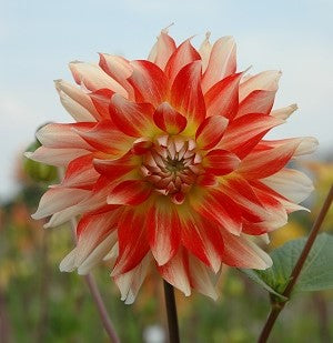 Dahlia Pennylane small