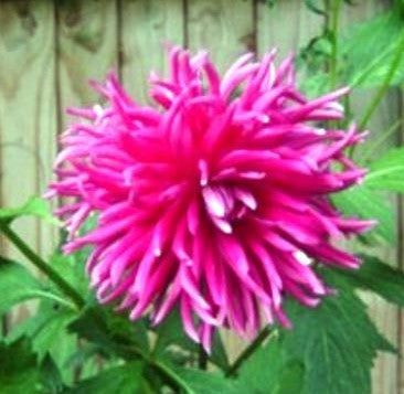 Dahlia Purple Gem small