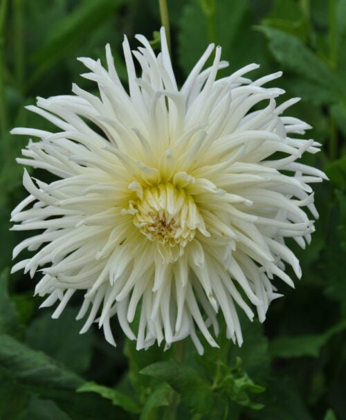 Dahlia White Star