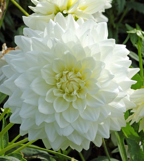 Dahlia White perfection