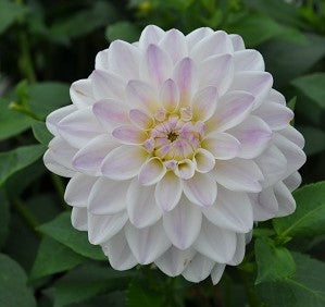 Dahlia Wittem small