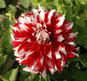 Dahlia X Factor small