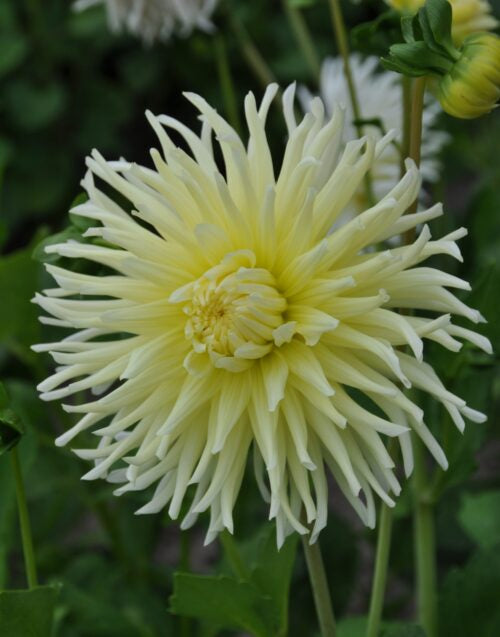 Dahlia Yellow Star