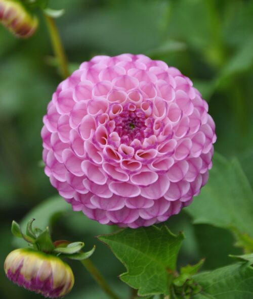 Dahlia Zippity Do Da