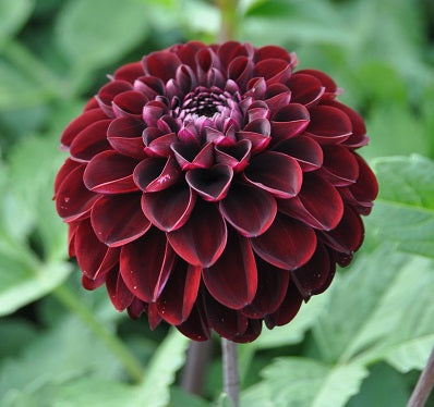 Dark Spirit dahlia