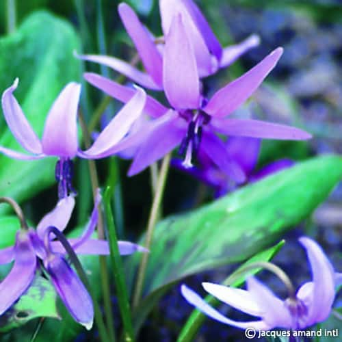 Dens-canis-Lilac-Wonder
