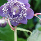 dienanthe-caerulea-693