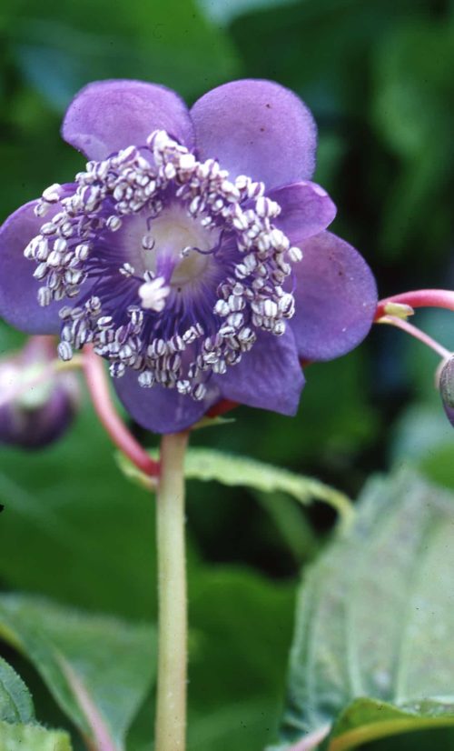 dienanthe-caerulea-693