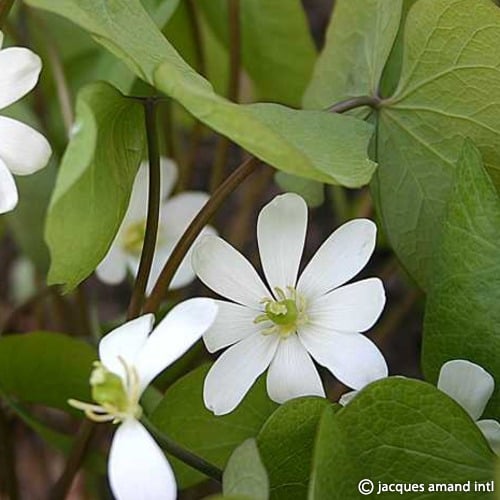 Diphylla