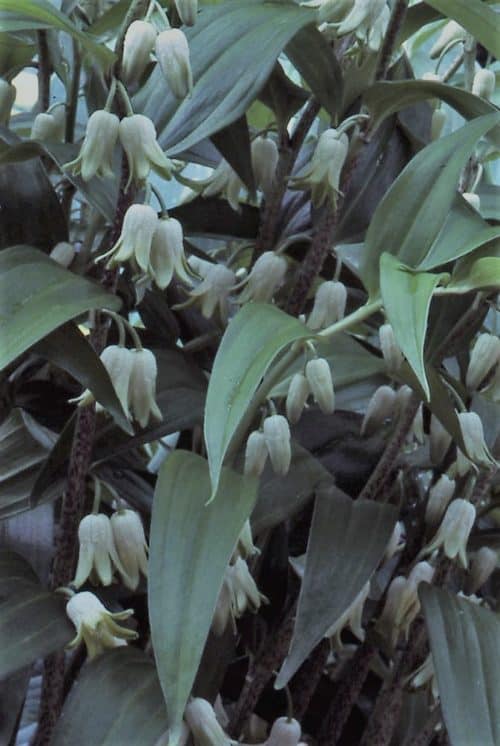 Disporopsis pernyii