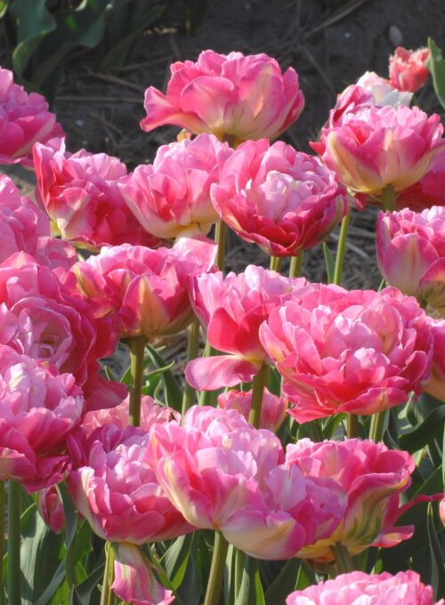 Double Sugar (dlt)_0777