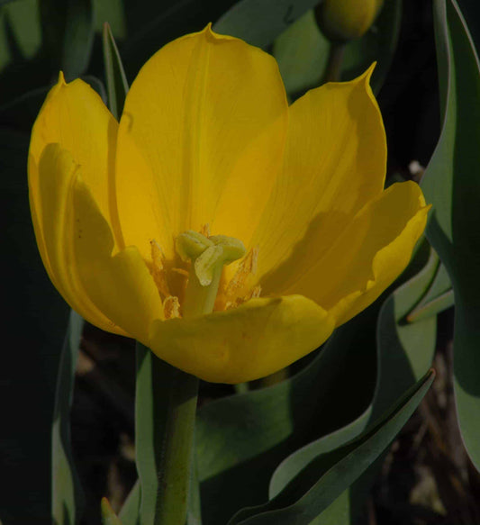 Duc van Tol Yellow 2010.1