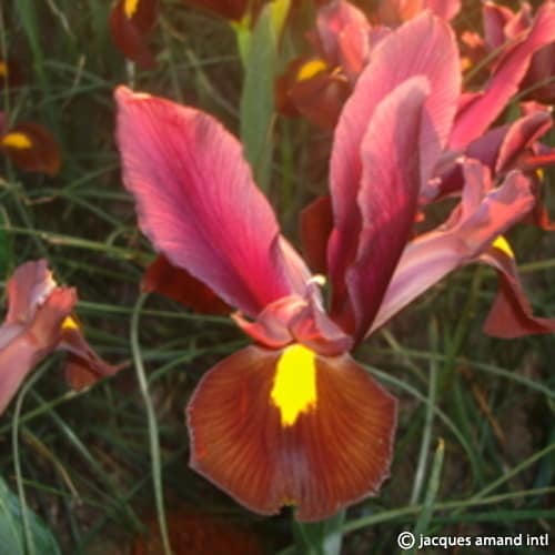 Dutch-Iris-Red-Ember