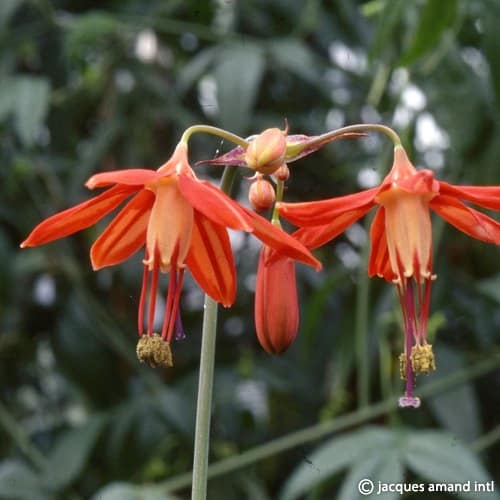 Elegans