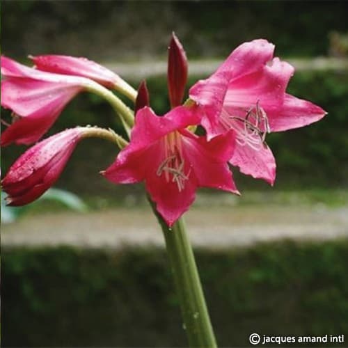 Ellen-Bosanquet