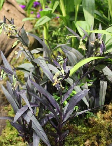 Epipactis gigantea Serpentine Night_0163 (2) &#8211; Copy
